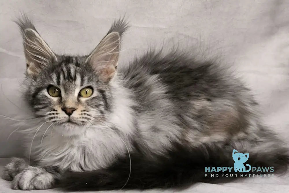 Mia Maine Coon female black silver tabby live animals
