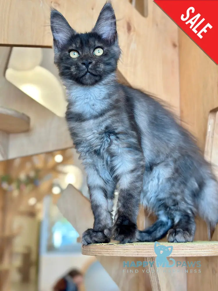 Mia Maine Coon female black silver tabby - live animals