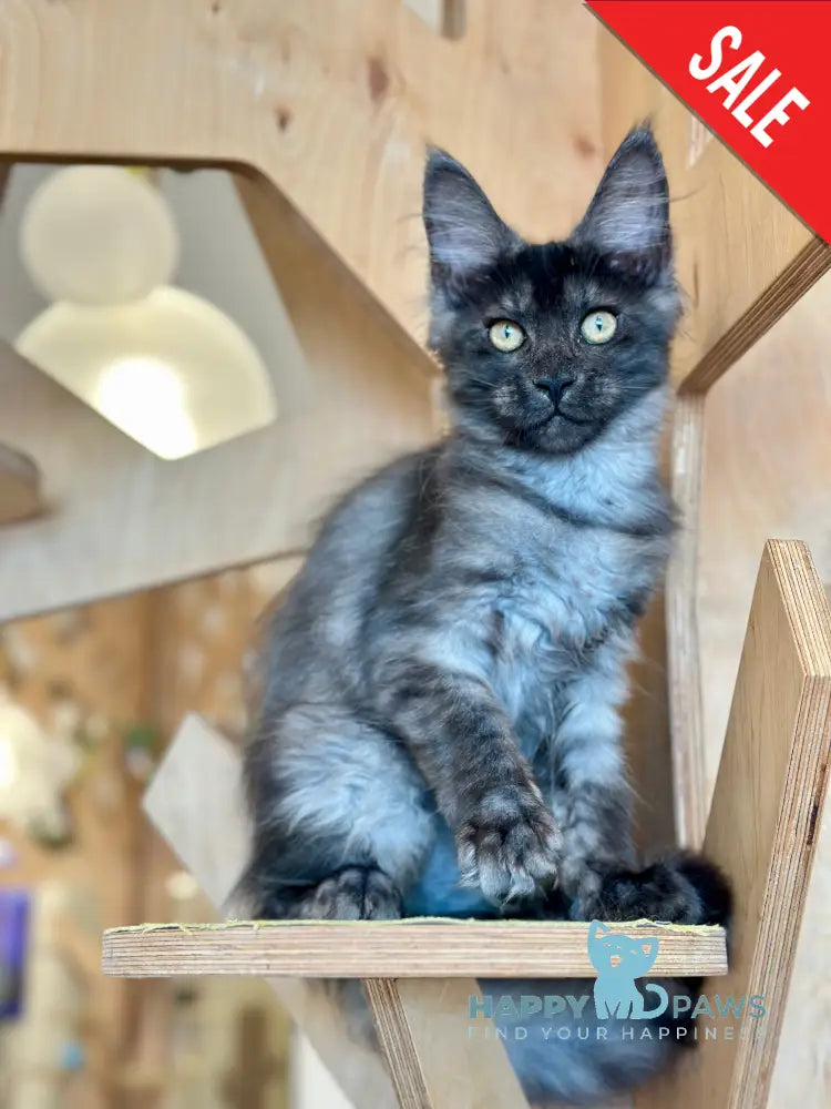 Mia Maine Coon female black silver tabby - live animals