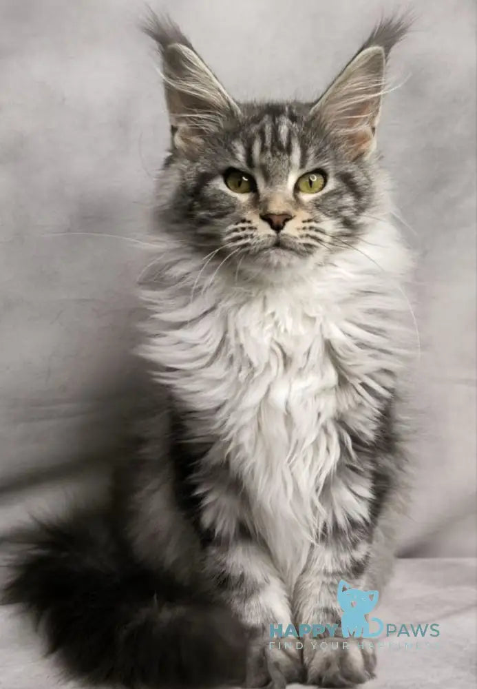 Mia Maine Coon female black silver tabby live animals