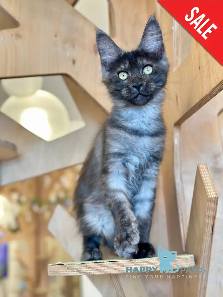 Mia Maine Coon female black silver tabby - live animals