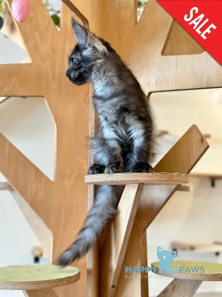 Mia Maine Coon female black silver tabby - live animals