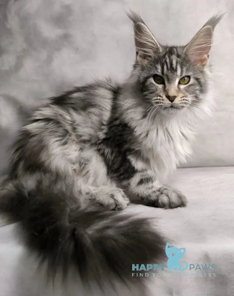 Mia Maine Coon female black silver tabby live animals