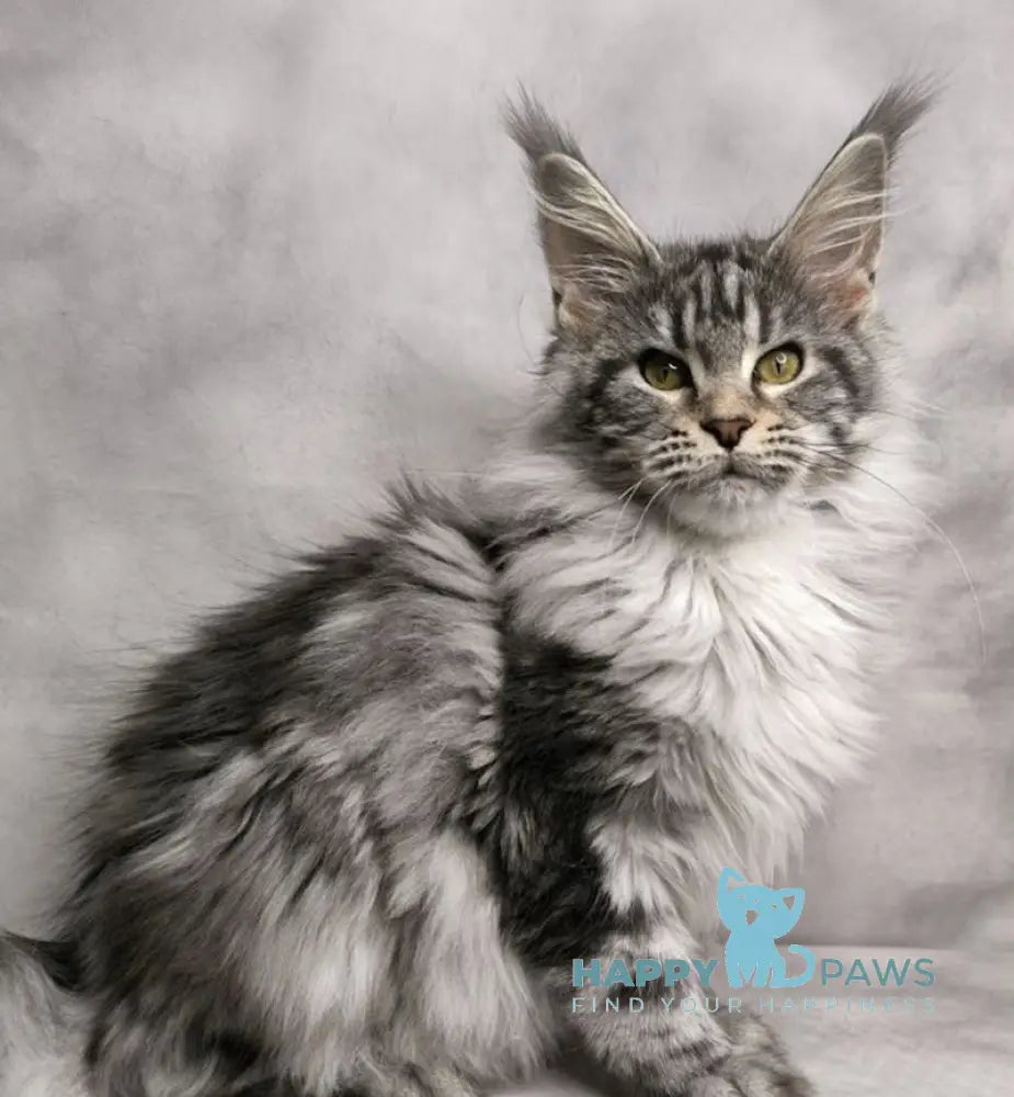 Mia Maine Coon female black silver tabby live animals