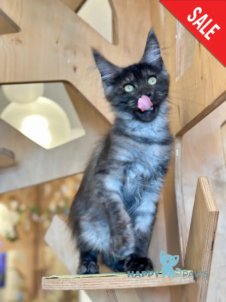 Mia Maine Coon female black silver tabby - live animals
