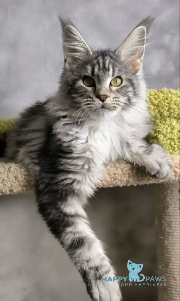 Mia Maine Coon female black silver tabby live animals