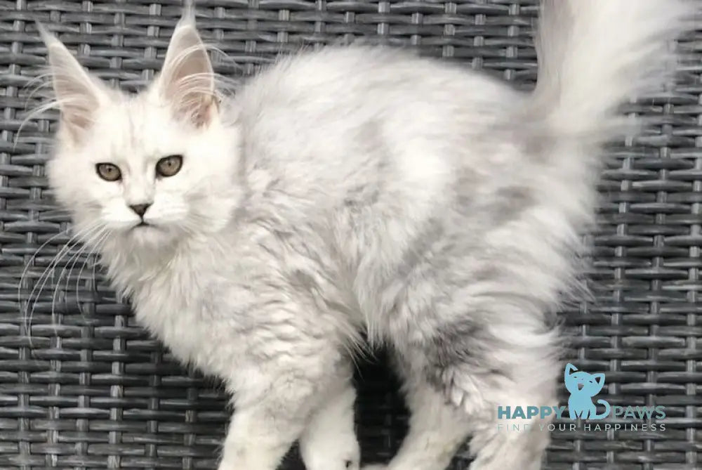 Shady Maine Coon female black silver shaded live animals