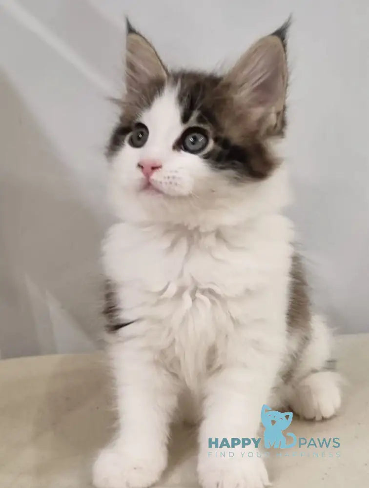 Mia Maine Coon female black tabby van live animals
