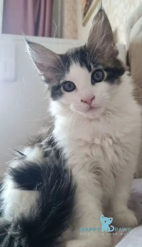 Mia Maine Coon female black tabby van live animals