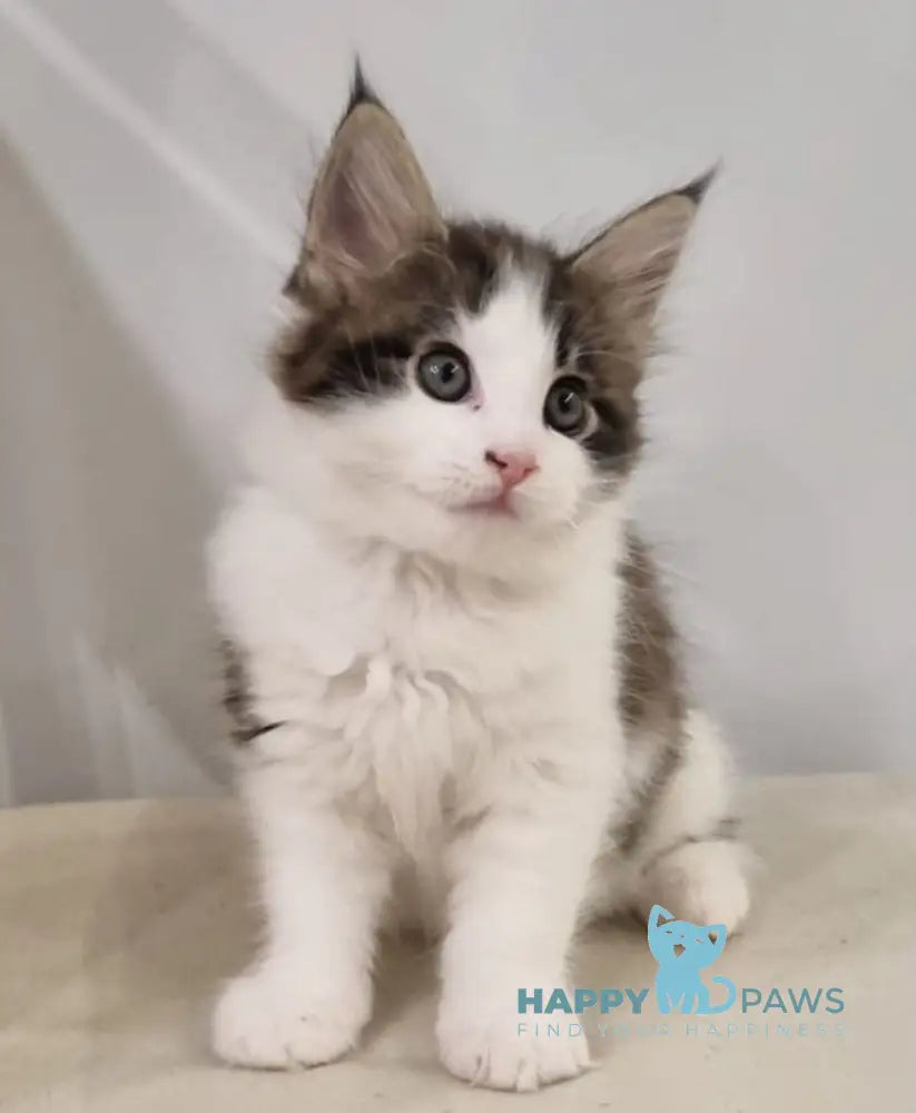 Mia Maine Coon female black tabby van live animals