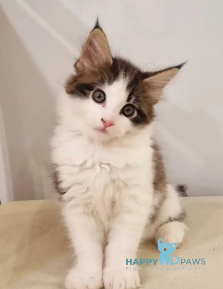 Mia Maine Coon female black tabby van live animals