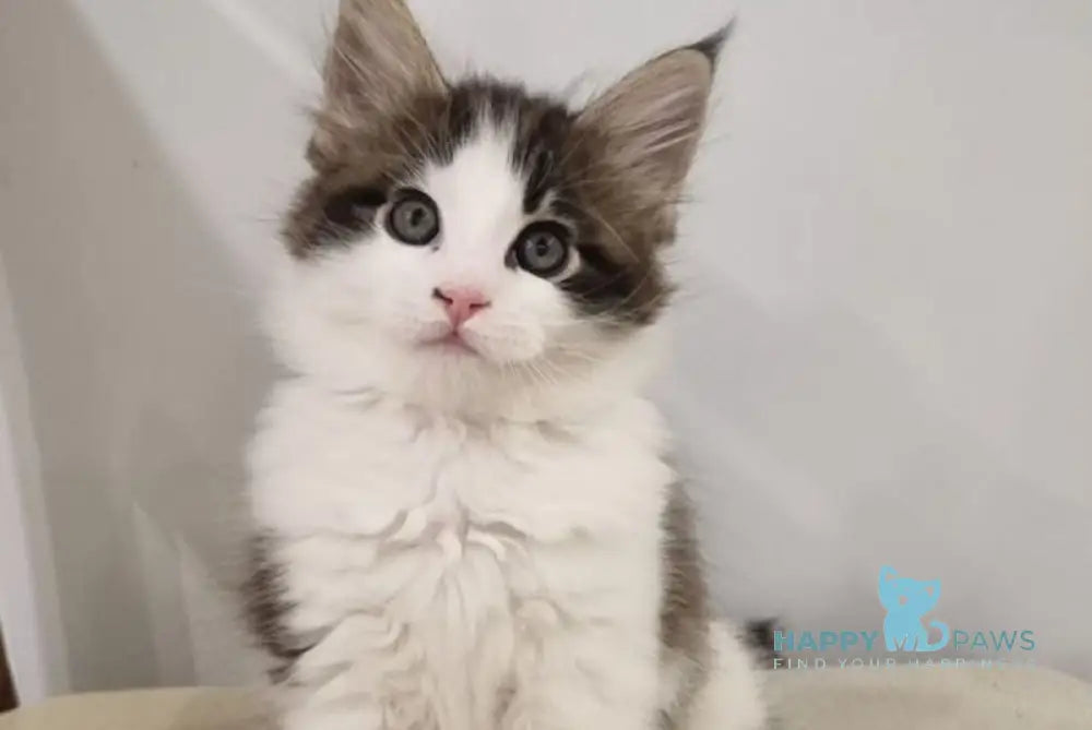 Mia Maine Coon female black tabby van live animals