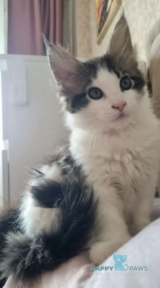 Mia Maine Coon female black tabby van live animals