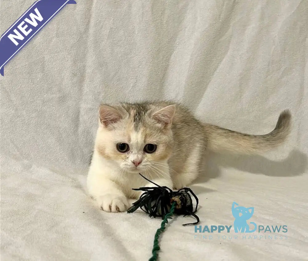 Mia Munchkin female black tortie silver shaded bicolour live animals