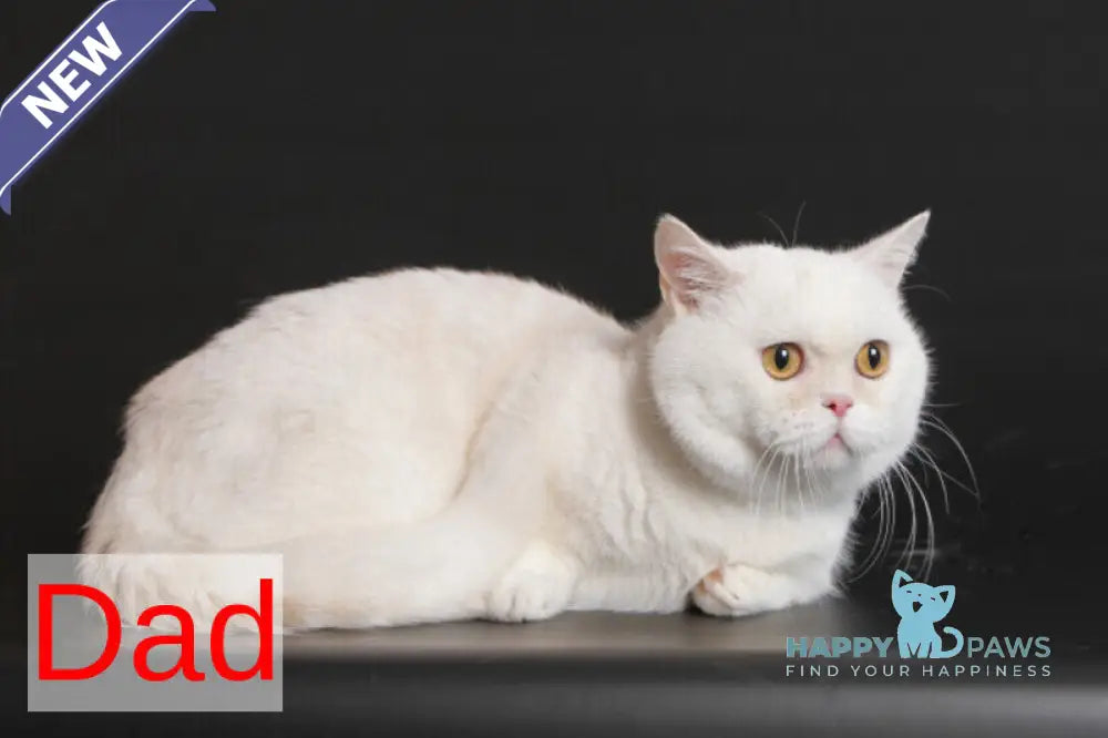Mia Munchkin female black tortie silver shaded bicolour live animals