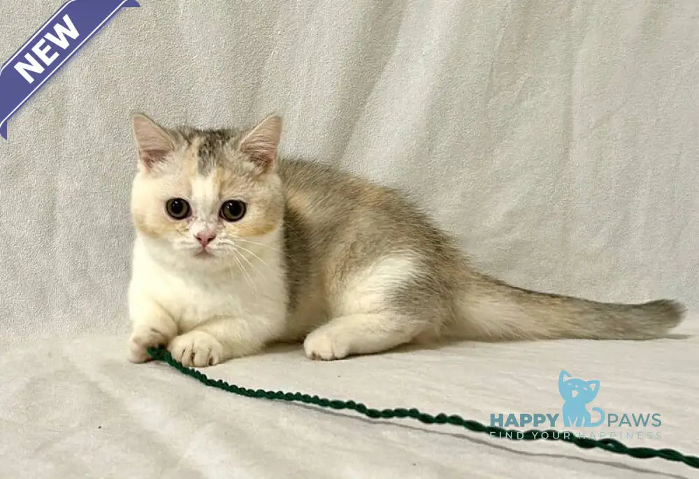 Mia Munchkin female black tortie silver shaded bicolour live animals