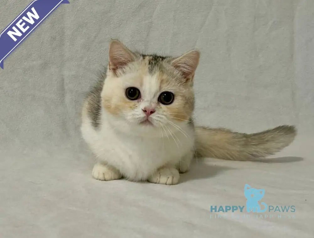 Mia Munchkin female black tortie silver shaded bicolour live animals