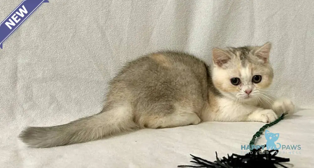 Mia Munchkin female black tortie silver shaded bicolour live animals