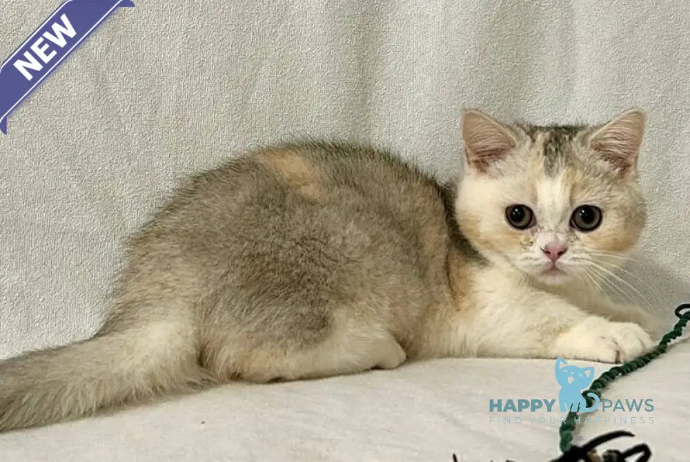 Mia Munchkin female black tortie silver shaded bicolour live animals