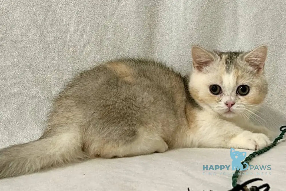 Mia Munchkin female black tortie silver shaded bicolour live animals