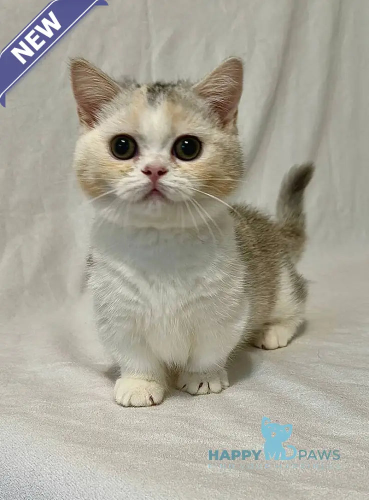 Mia Munchkin female black tortie silver shaded bicolour live animals