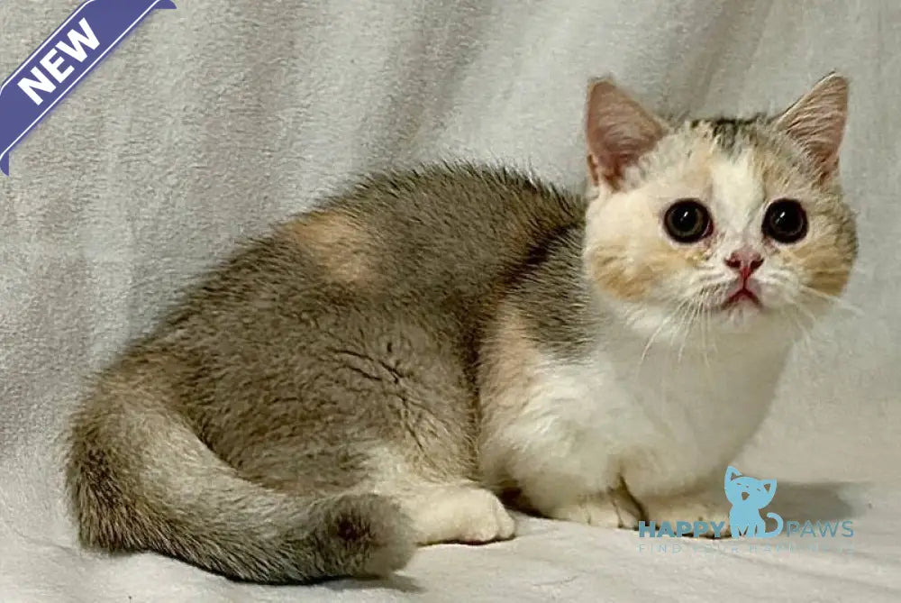 Mia Munchkin female black tortie silver shaded bicolour live animals