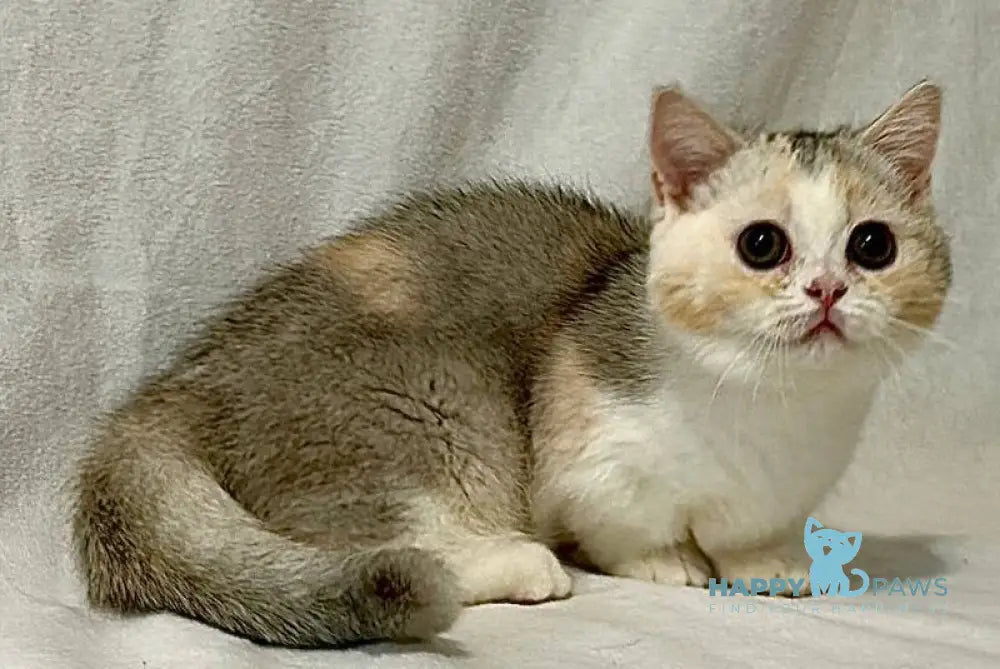 Mia Munchkin female black tortie silver shaded bicolour live animals
