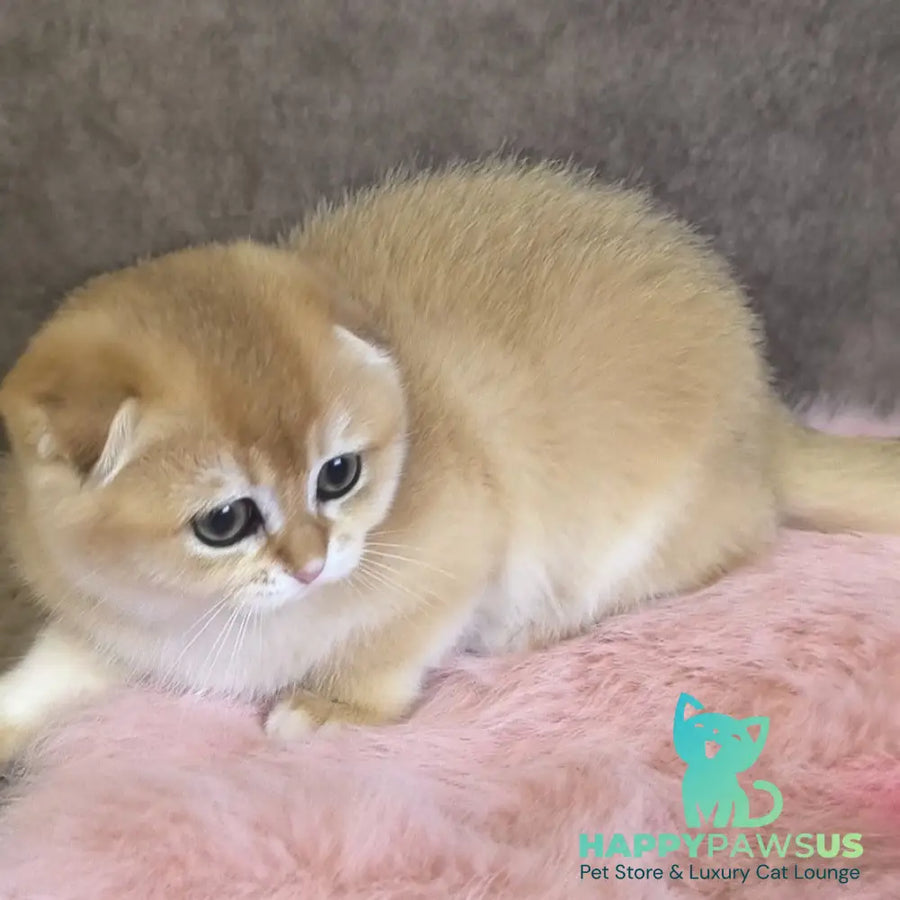 Mia Scottish Fold female black golden shaded - live animals