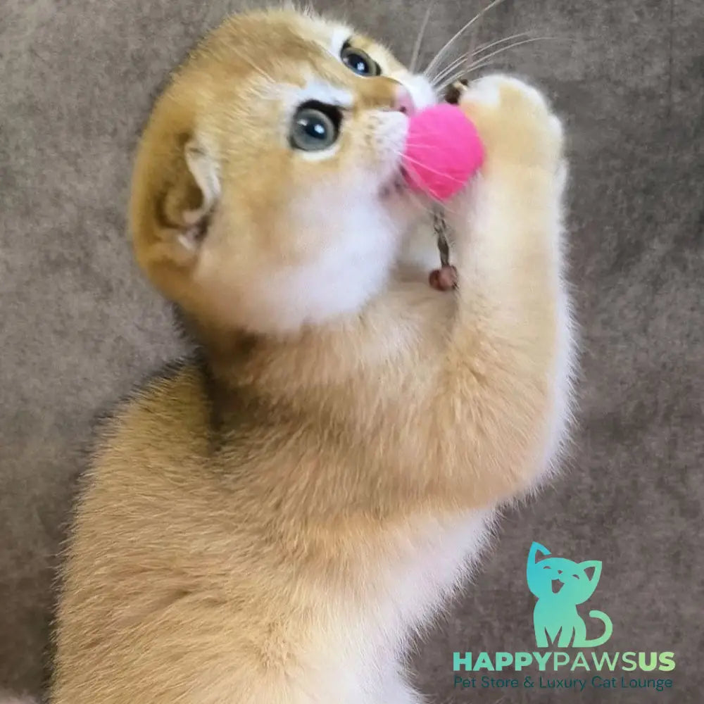 Mia Scottish Fold female black golden shaded - live animals