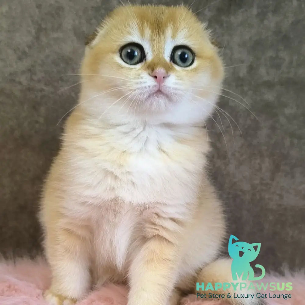 Mia Scottish Fold female black golden shaded - live animals