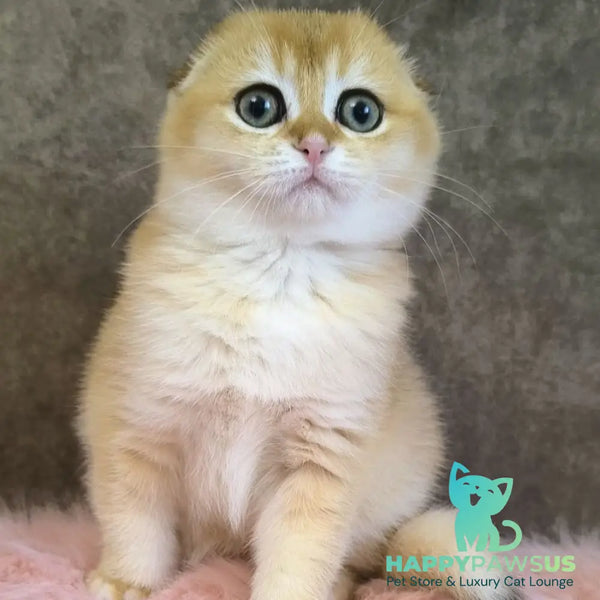 Mia Scottish Fold female black golden shaded - live animals