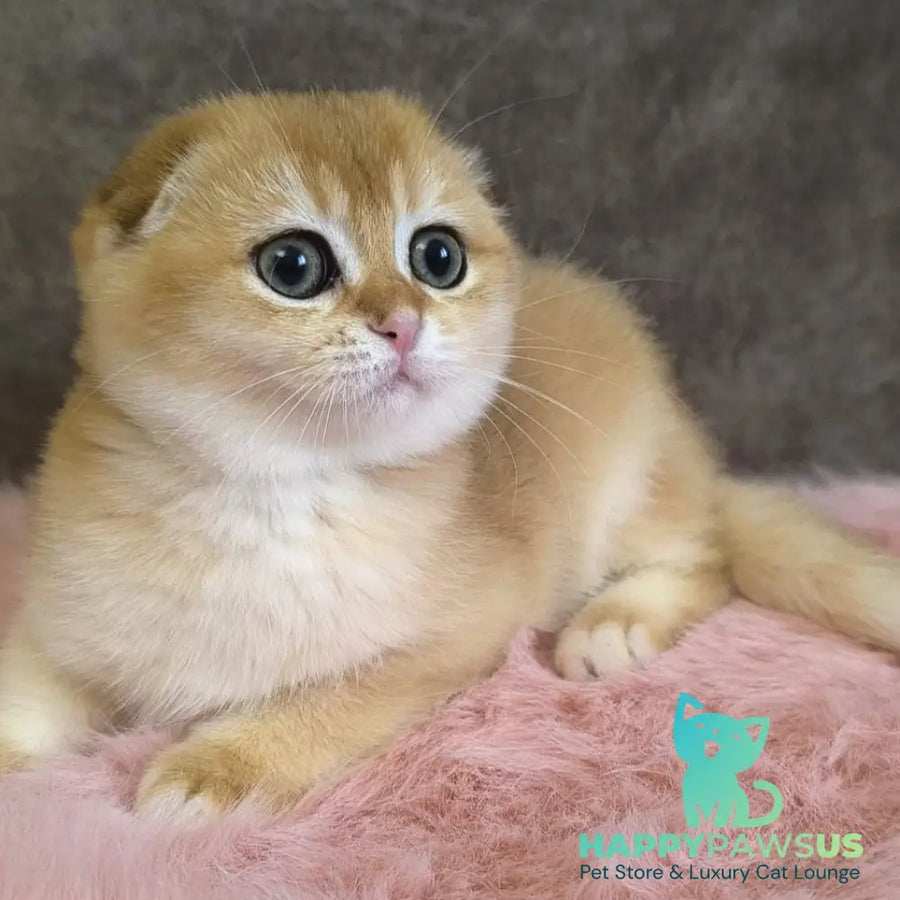 Mia Scottish Fold female black golden shaded - live animals