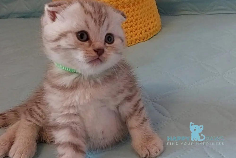 Mia Scottish Fold female lilac silver spotted tabby live animals