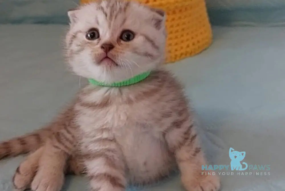 Mia Scottish Fold female lilac silver spotted tabby live animals