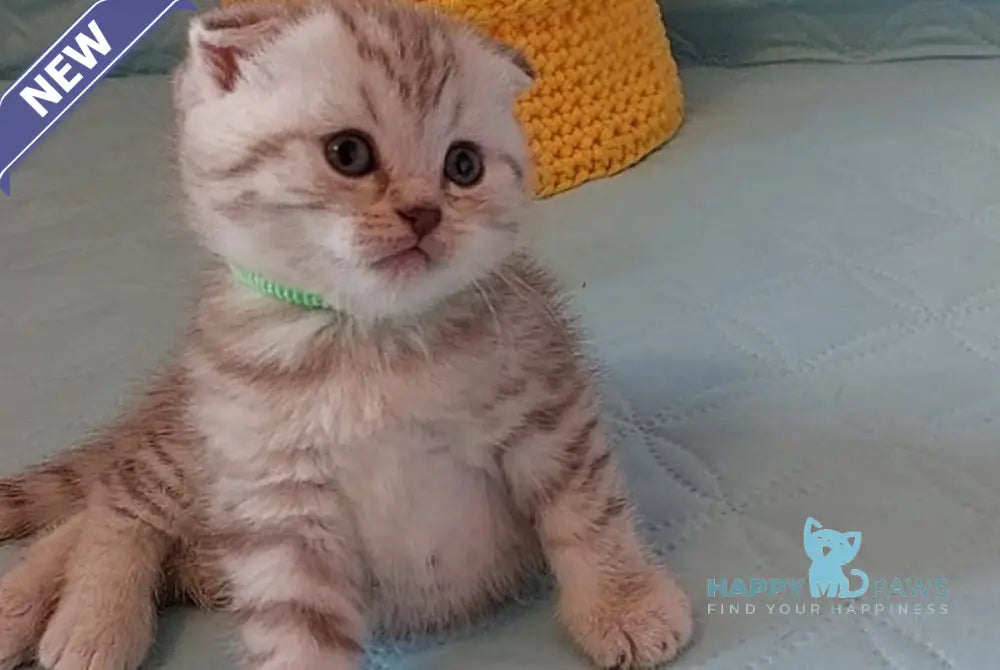 Mia Scottish Fold female lilac silver spotted tabby live animals