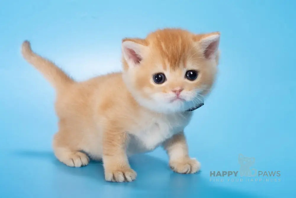 Michael British Shorthair male chocolate golden shaded live animals
