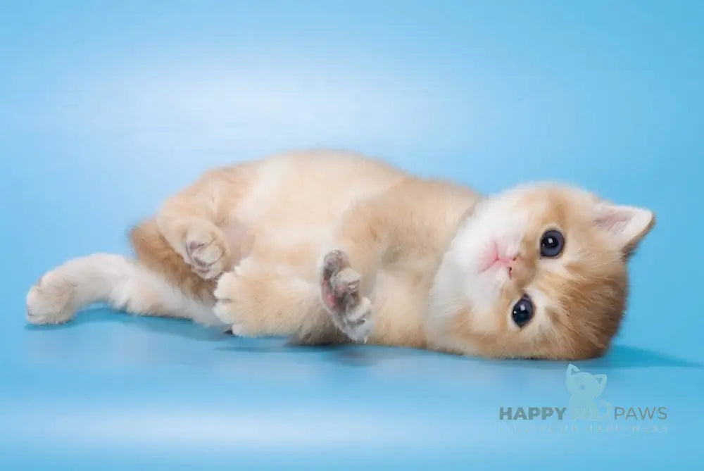 Michael British Shorthair male chocolate golden shaded live animals