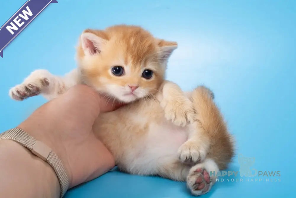 Michael British Shorthair male chocolate golden shaded live animals