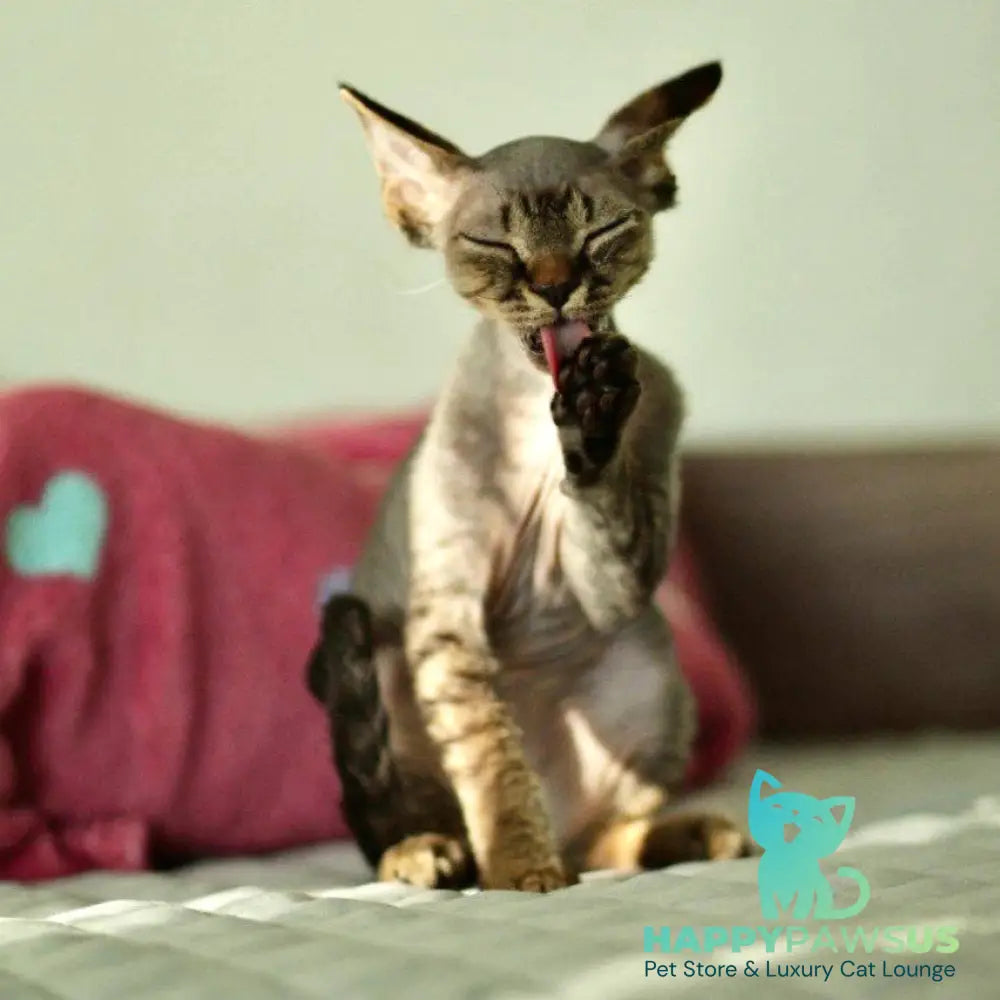 Michael Devon Rex male black spotted tabby - live animals