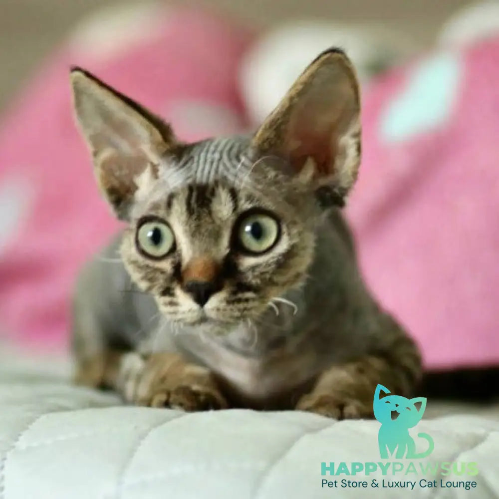 Michael Devon Rex male black spotted tabby - live animals