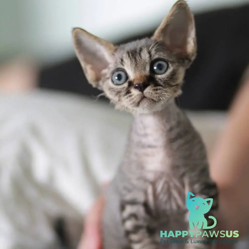 Michael Devon Rex male black spotted tabby - live animals