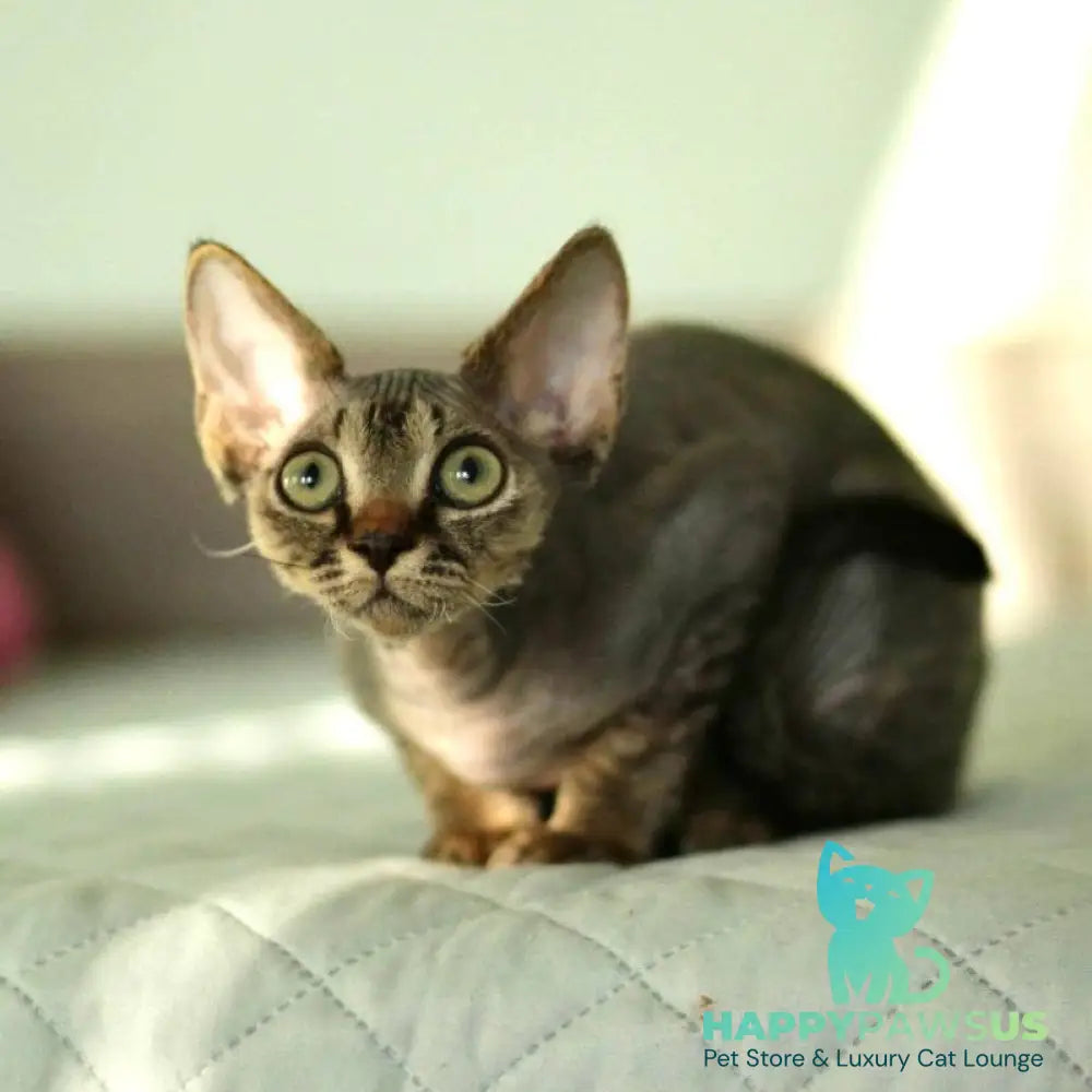 Michael Devon Rex male black spotted tabby - live animals