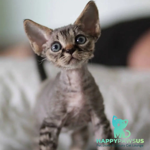 Michael Devon Rex male black spotted tabby - live animals