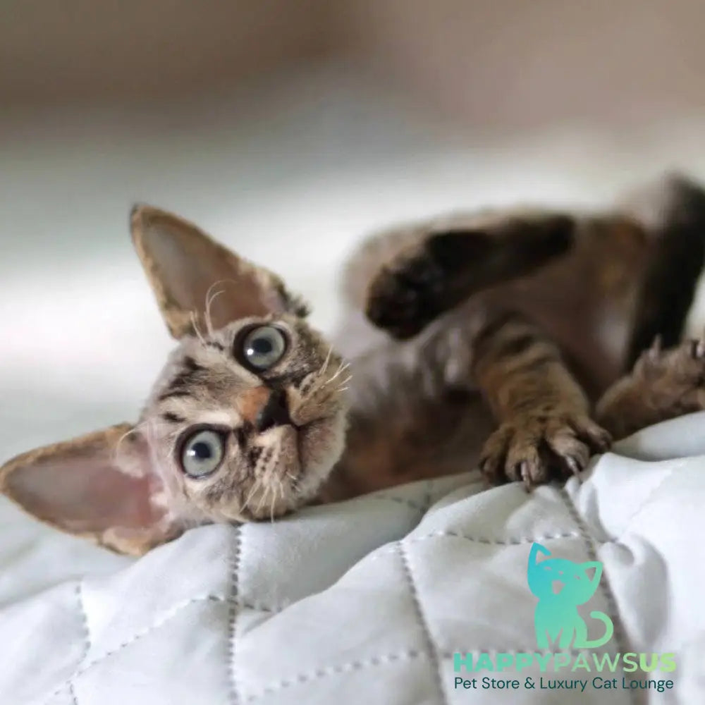 Michael Devon Rex male black spotted tabby - live animals