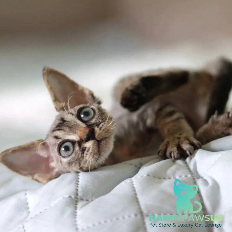 Michael Devon Rex male black spotted tabby - live animals