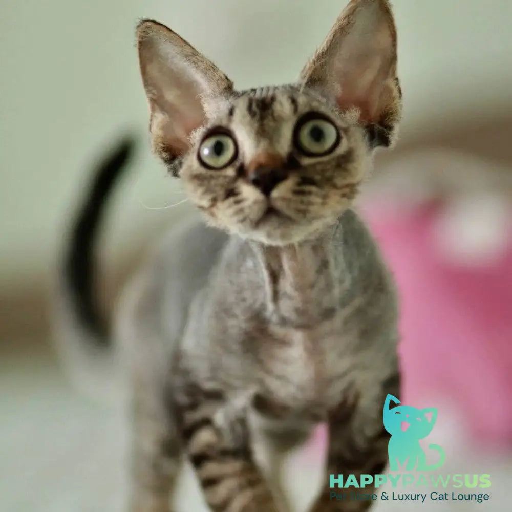 Michael Devon Rex male black spotted tabby - live animals