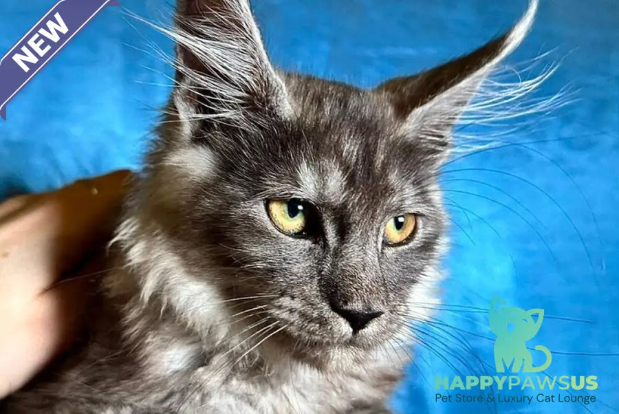 Michael Maine Coon male black silver - live animals