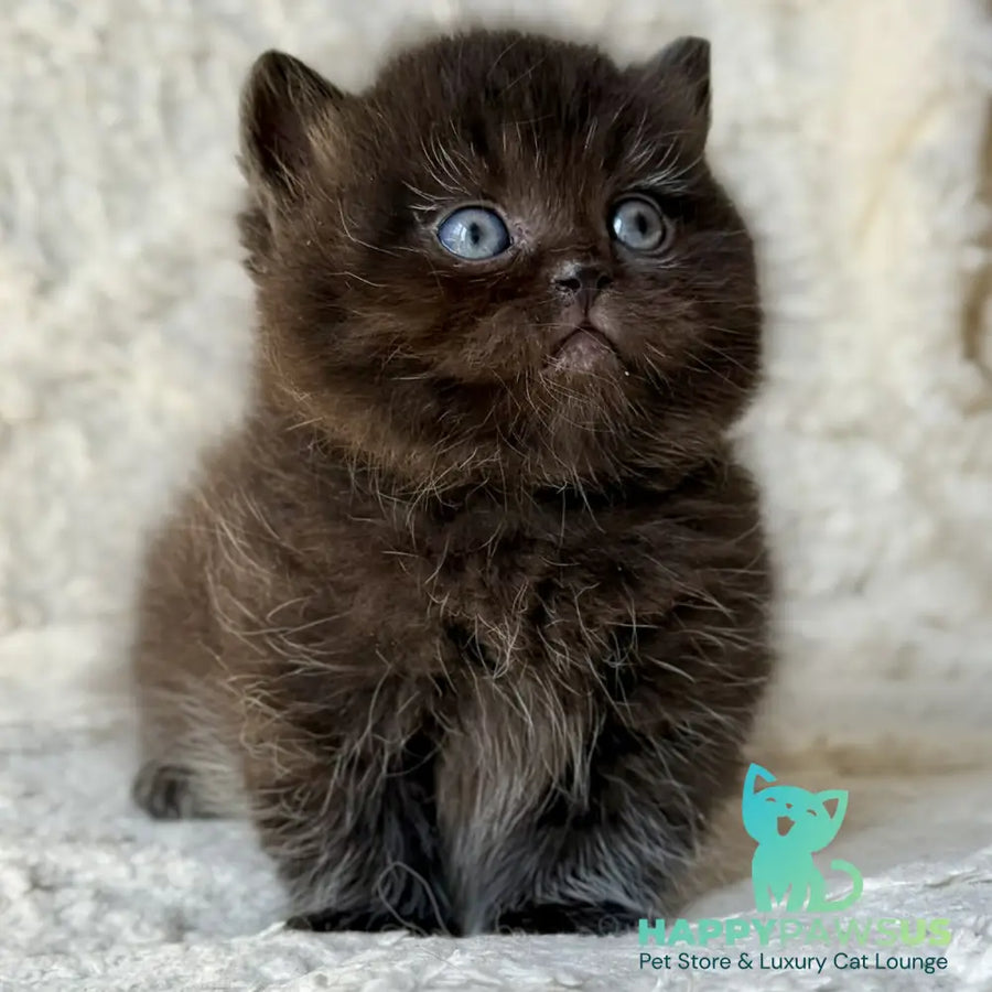 Michael Munchkin male black - live animals
