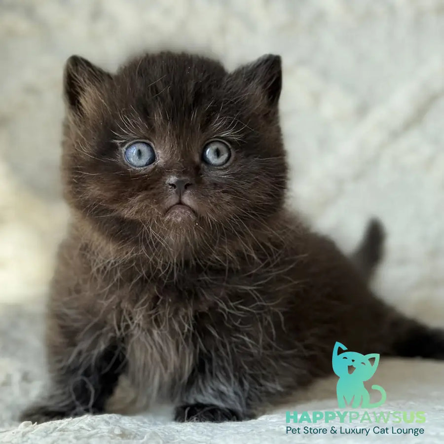 Michael Munchkin male black - live animals