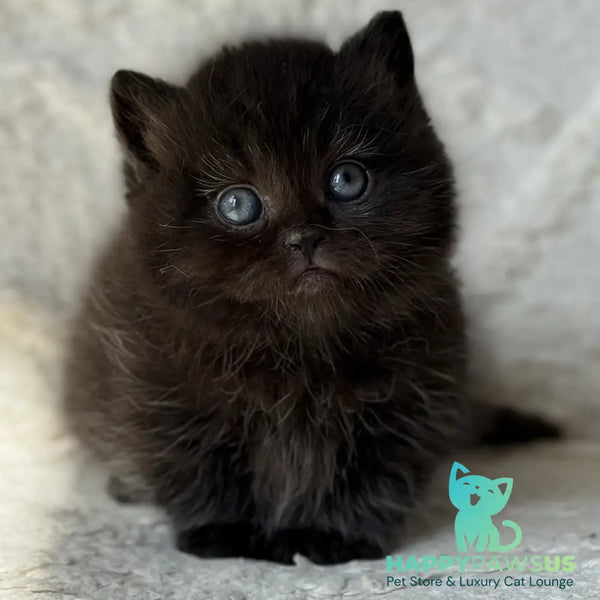 Michael Munchkin male black - live animals